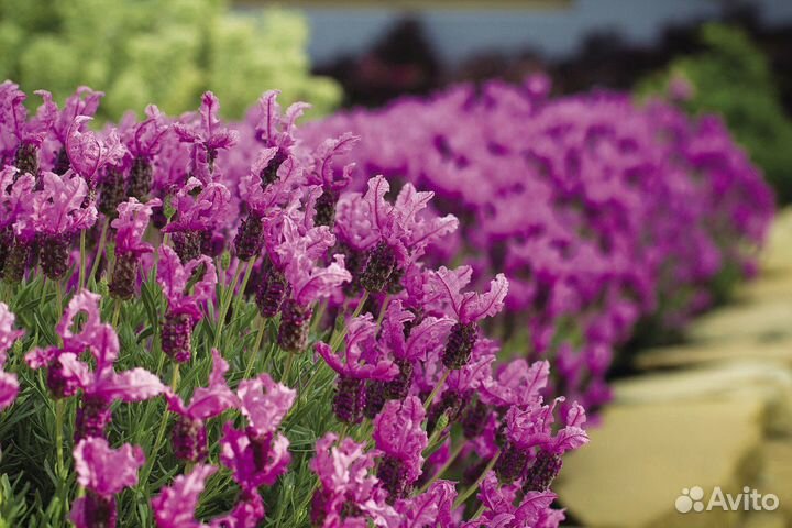 Саженцы английской лаванды Розовой/Голубой/Белой