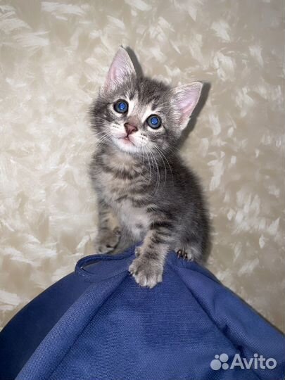 Отдам котенка