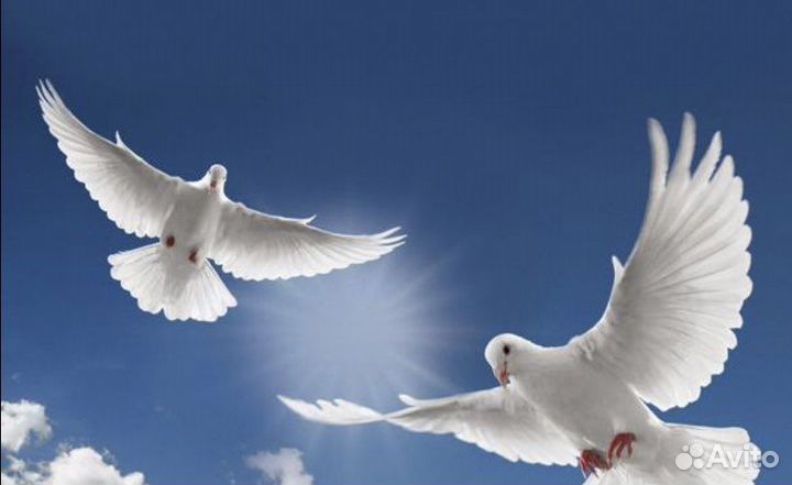 Голуби на свадьбу