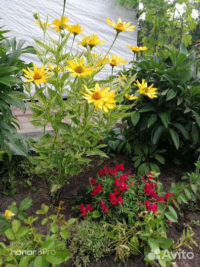 Садовые цветы