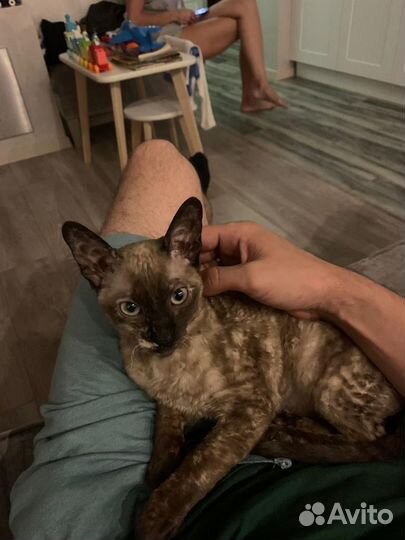 Корниш-рекс(вязка)