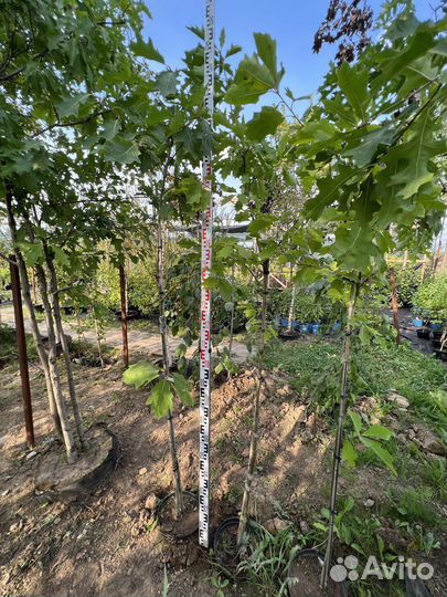 Дуб Красный