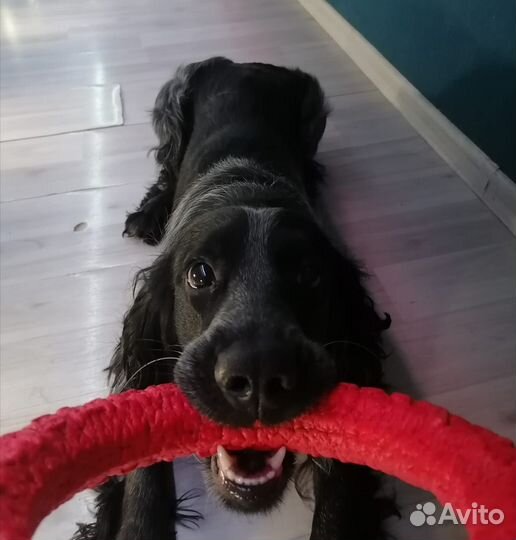 Вязка русский спаниель