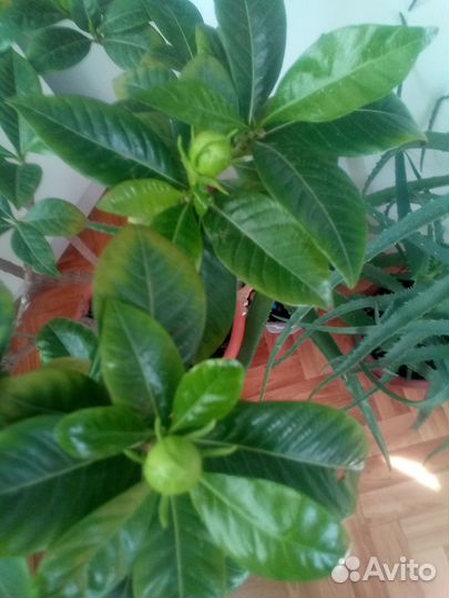 Гардения жасминовидная