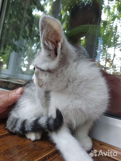 Котенок ищет семью