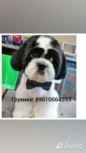 Стрижка собак и кошек