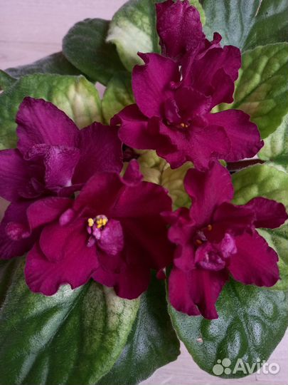 Комнатные растения цветы