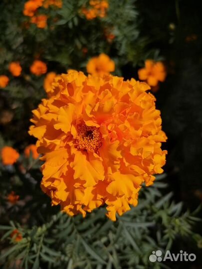 Бархатцы(тагетес)