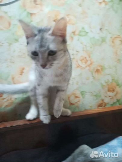 Кошка
