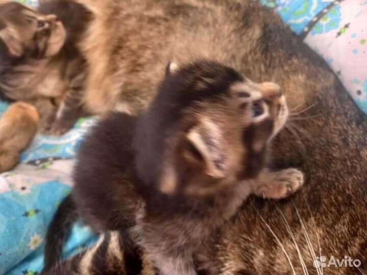 Котята Чаузи ф 3