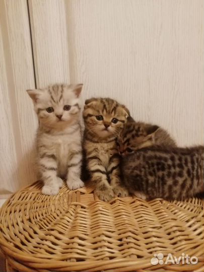 Шотландские котята
