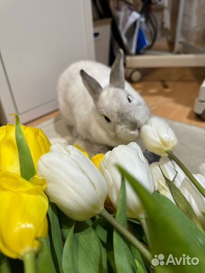 Декоративные кролики