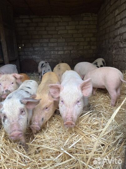 Поросята Ландрас Петрен и Дюрок