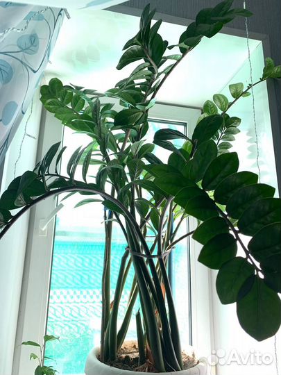 Замиокулькас