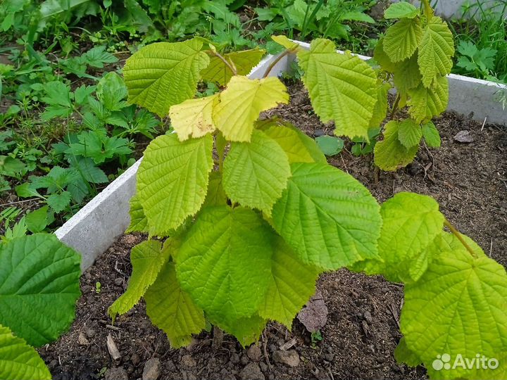 Фундук (Лещина, Орешник) саженцы