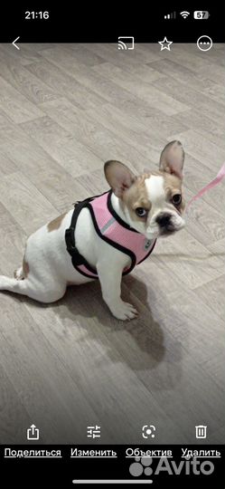 Одежда для собак