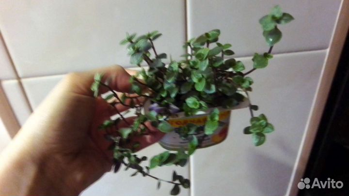 Каллизия Бьянка, Крибо и зеленая