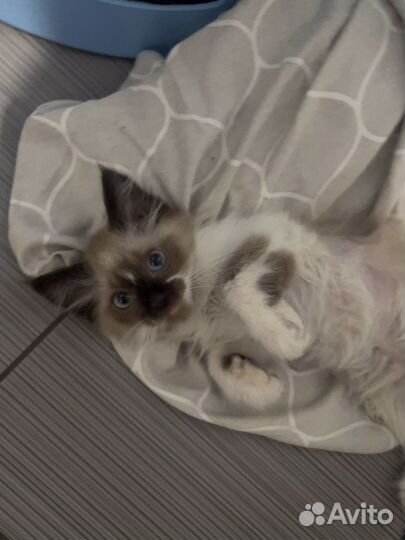 Котенок в добрые руки