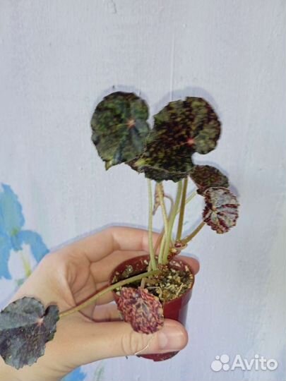 Домашние растения