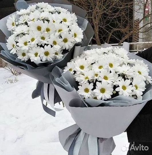 Хризантема