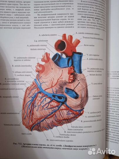 Атлас анатомии человека Синельников 2015г