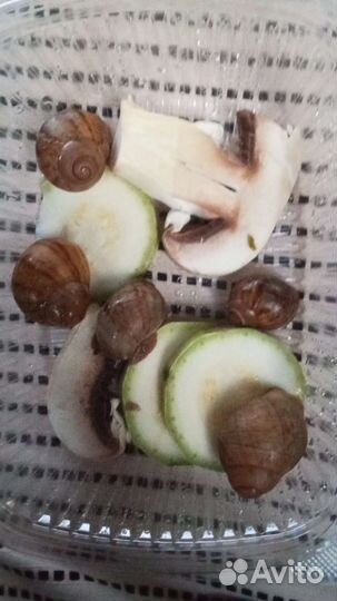 Улитки ахатины и архахатины