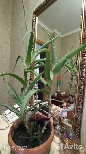 Цветок алоэ