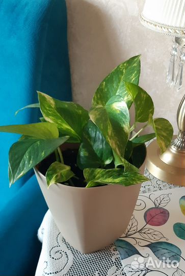 Сциндапсус