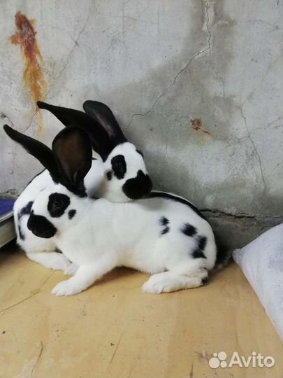 Немецкий пестрый великан (нпв)