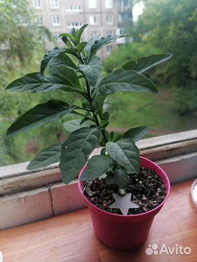 Паслен комнатный