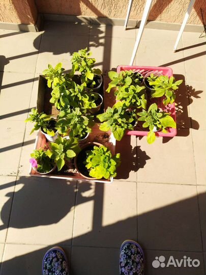 Рассада петунии фиолетовой