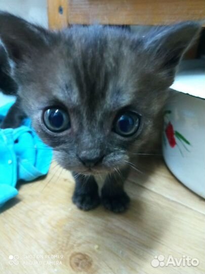 Котята в добрые руки бесплатно