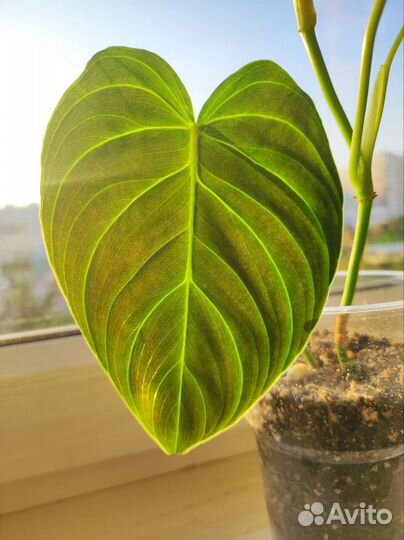 Филодендрон сплендид