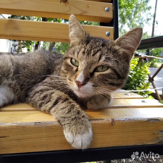 Котик-обнимашка