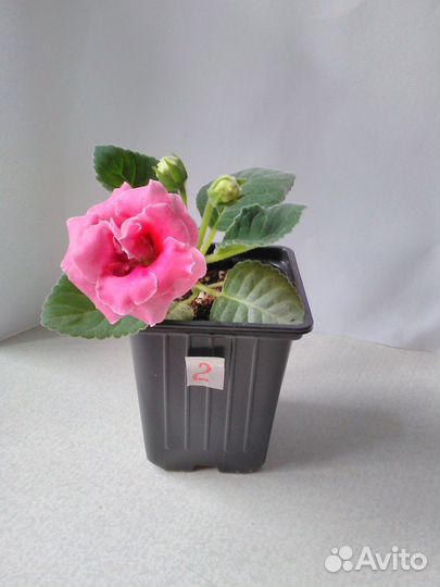 Глоксиния махровая