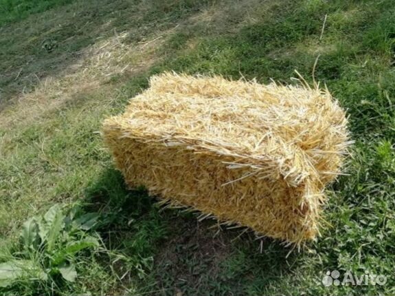 Солома в тюках Сено от производителя 2022