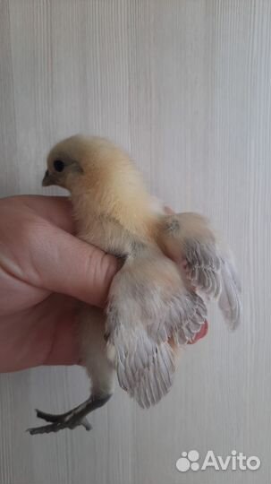 Яйцо, цыплята от несушки с цветным яйцом