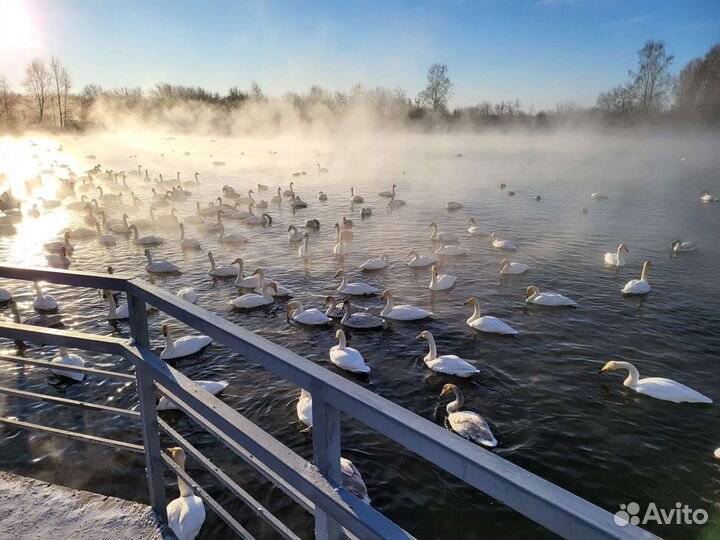 Лебединый заказник