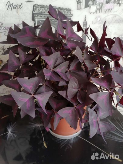 Кислица оксалис