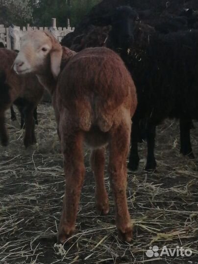 Курдючные овцы бараны ягнята
