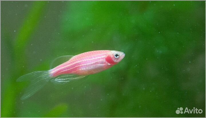 Данио - кормовой, заказ от 50 штук