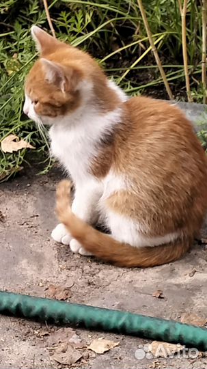 Котята в хорошие руки Владимирская область