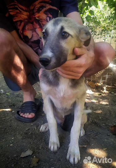 Собачка Эля в добрые руки