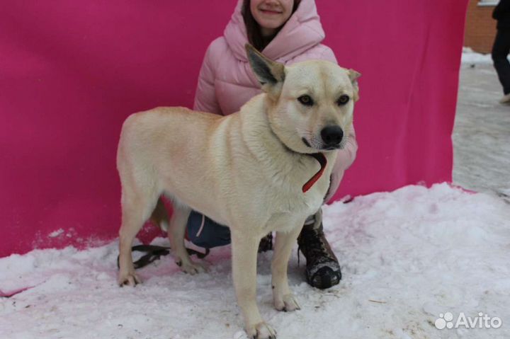 Жду хозяина