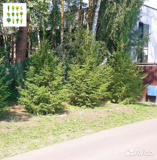 Крупномер ель