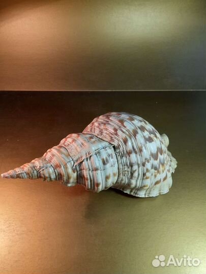 Морская ракушка раковина, огромный размер
