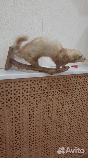 Чучело хорек-ласка