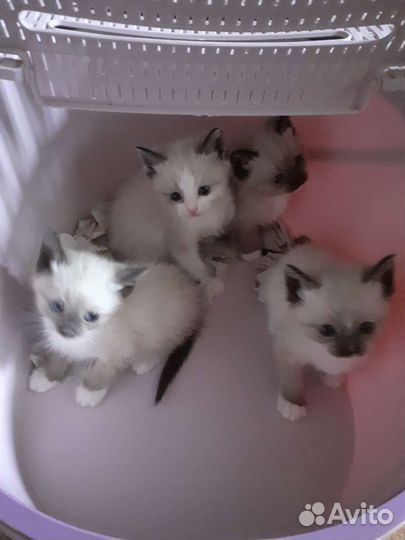 Симыны дети