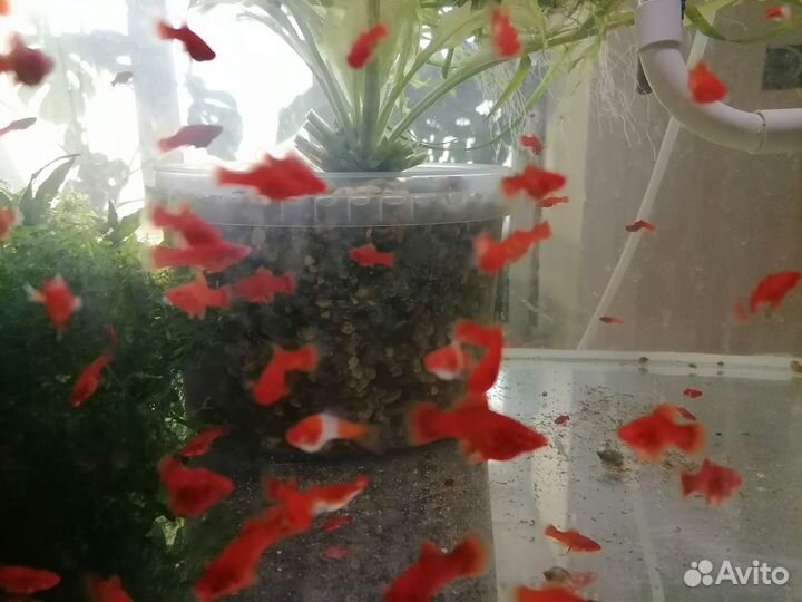 Меченосцы Рубин Анциструс Голд Мхи