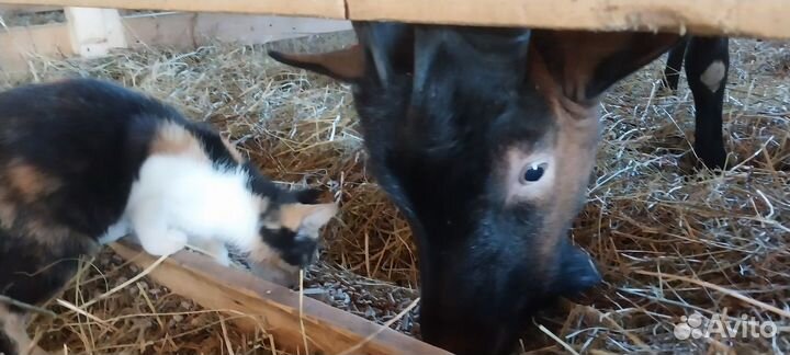 Козел альпийский